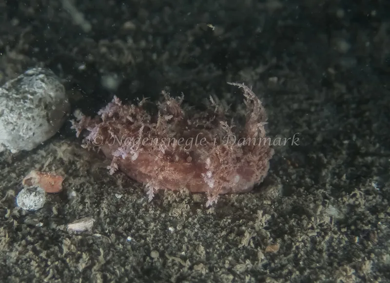 Dendronotus frondosus - Hvenprammen (Vrag) - Foto: Kenneth Krull
