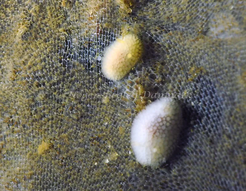 Onchidoris muricata - Søbadet - Foto: Jens Egon Jørgensen