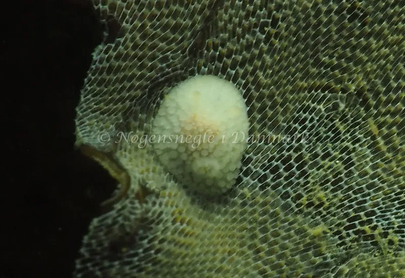 Onchidoris muricata - Søbadet - Foto: Jens Egon Jørgensen