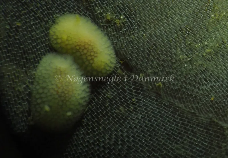 Onchidoris muricata - Søbadet - Foto: Jens Egon Jørgensen