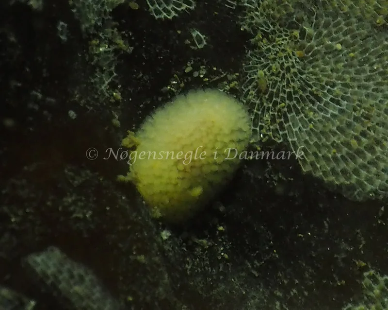 Onchidoris muricata - Søbadet - Foto: Jens Egon Jørgensen
