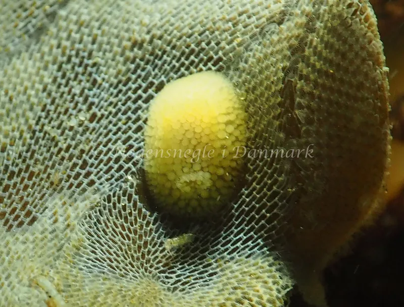 Onchidoris muricata - Søbadet - Foto: Jens Egon Jørgensen