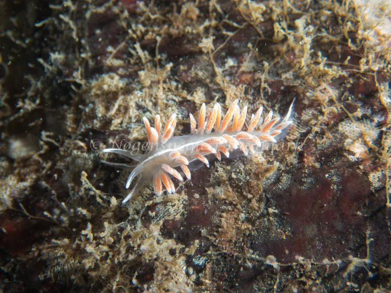 Gulenia monicae - Ammoniakhavnen - Foto: Kenneth Krull