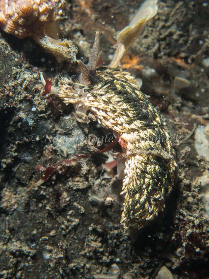 Aeolidia papillosa - Ammoniakhavnen - Foto: Kenneth Krull