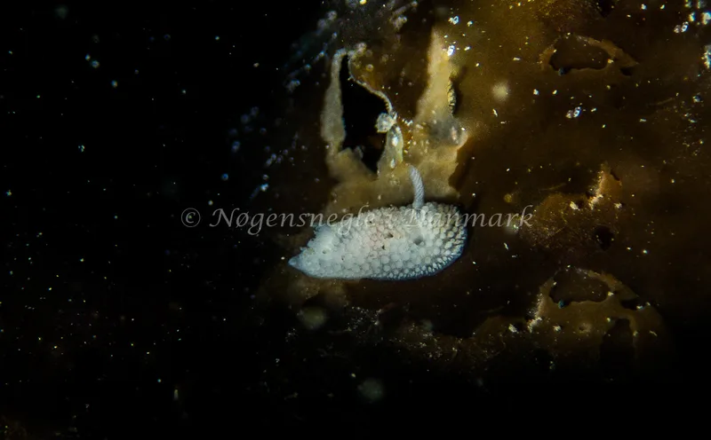 Onchidoris muricata - Ammoniakhavnen - Foto: Kenneth Krull