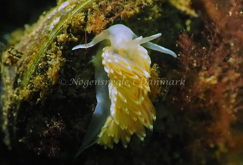 Facelina cf bostoniensis - Kollund Lillestrand - Foto: Jens Egon Jørgensen
