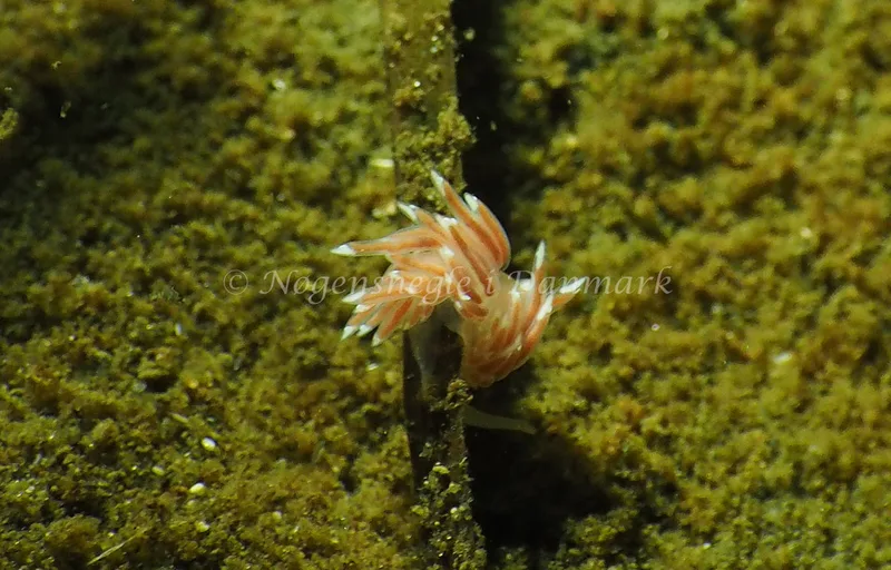 Facelina cf bostoniensis - Kollund Lillestrand - Foto: Jens Egon Jørgensen