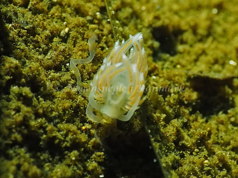 Facelina cf bostoniensis - Kollund Lillestrand - Foto: Jens Egon Jørgensen