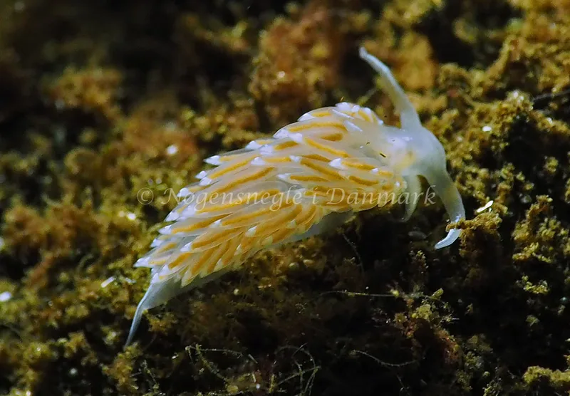 Facelina cf bostoniensis - Kollund Lillestrand - Foto: Jens Egon Jørgensen