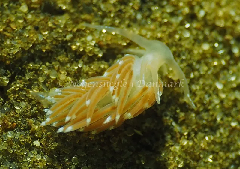 Facelina cf bostoniensis - Sønderhav Strand - Foto: Jens Egon Jørgensen