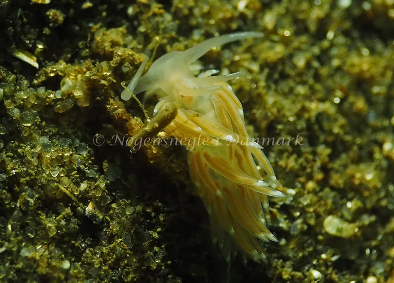 Facelina cf bostoniensis - Sønderhav Strand - Foto: Jens Egon Jørgensen