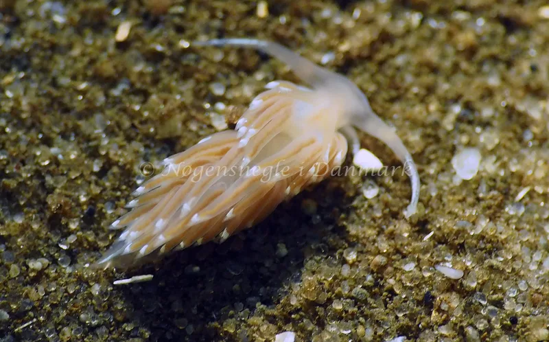 Facelina cf bostoniensis - Sønderhav Strand - Foto: Jens Egon Jørgensen