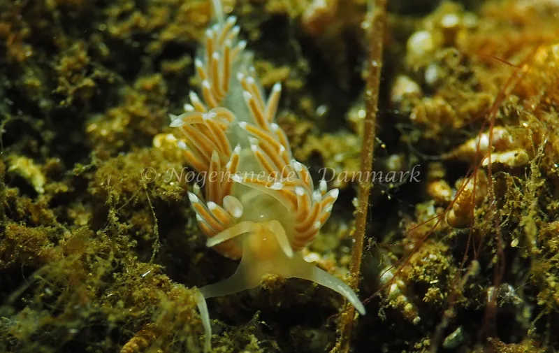 Facelina cf bostoniensis - Sønderhav Strand - Foto: Jens Egon Jørgensen