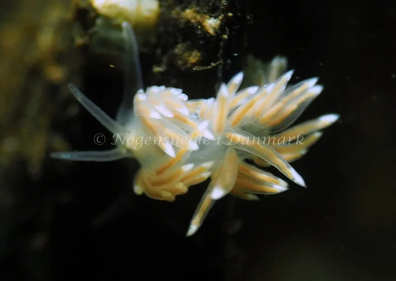 Facelina cf bostoniensis - Sønderhav Strand - Foto: Jens Egon Jørgensen