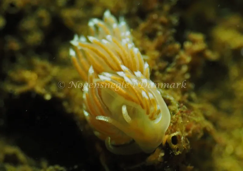 Facelina cf bostoniensis - Sønderhav Strand - Foto: Jens Egon Jørgensen