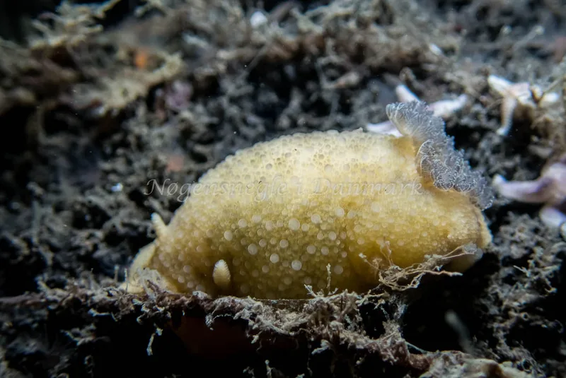 Doris pseudoargus - Ceylon af Bergkvara (Vrag) - Foto: Kenneth Krull