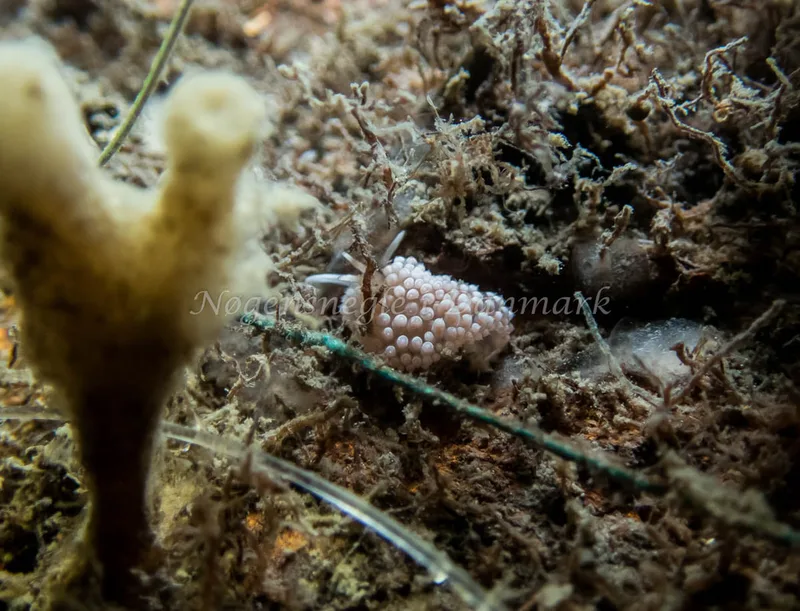 Coryphella verrucosa - Ceylon af Bergkvara (Vrag) - Foto: Kenneth Krull