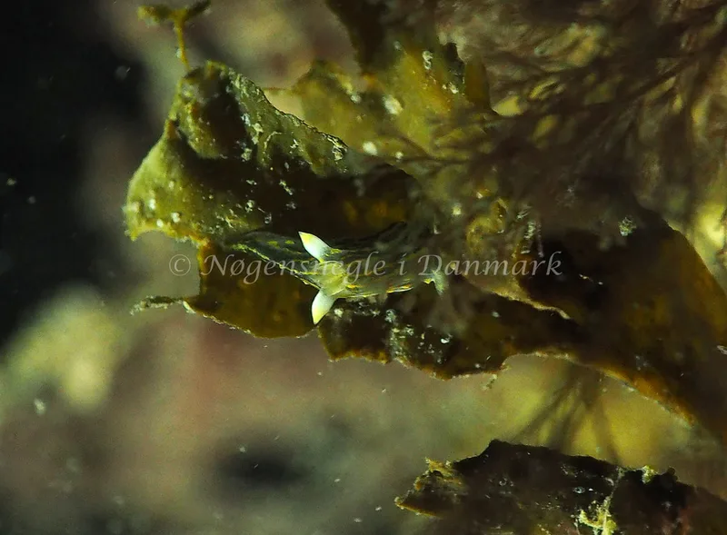 Polycera quadrilineata - Ammoniakhavnen - Foto: Jens Egon Jørgensen