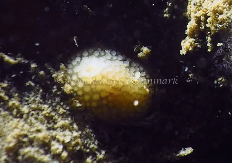 Onchidoris muricata - Ammoniakhavnen - Foto: Jens Egon Jørgensen