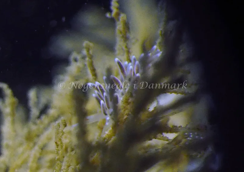 Cuthonella concinna - Ammoniakhavnen - Foto: Jens Egon Jørgensen