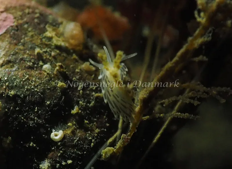 Cuthonella concinna - Ammoniakhavnen - Foto: Jens Egon Jørgensen