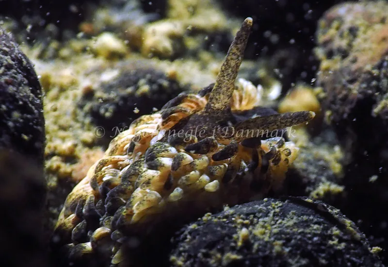 Aeolidia papillosa - Ammoniakhavnen - Foto: Jens Egon Jørgensen