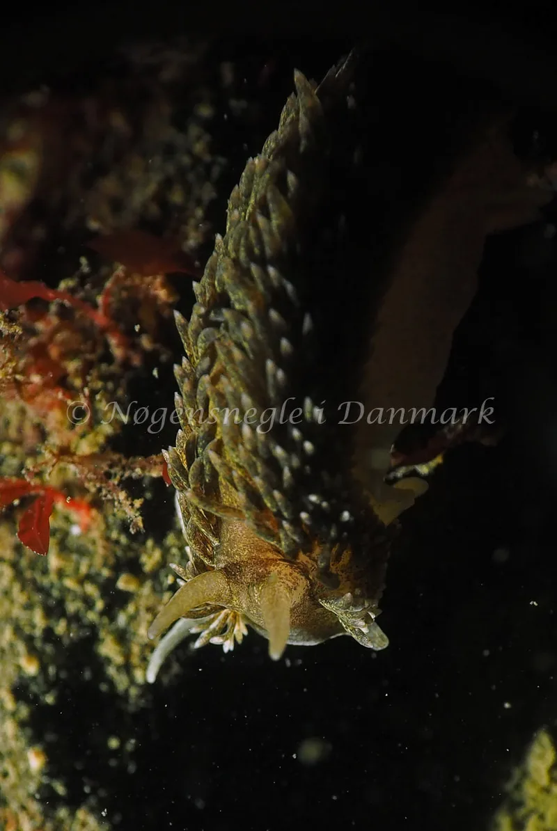 Aeolidia papillosa - Ammoniakhavnen - Foto: Jens Egon Jørgensen