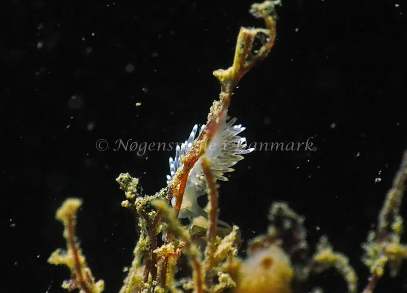 Cuthonella concinna - Ammoniakhavnen - Foto: Jens Egon Jørgensen