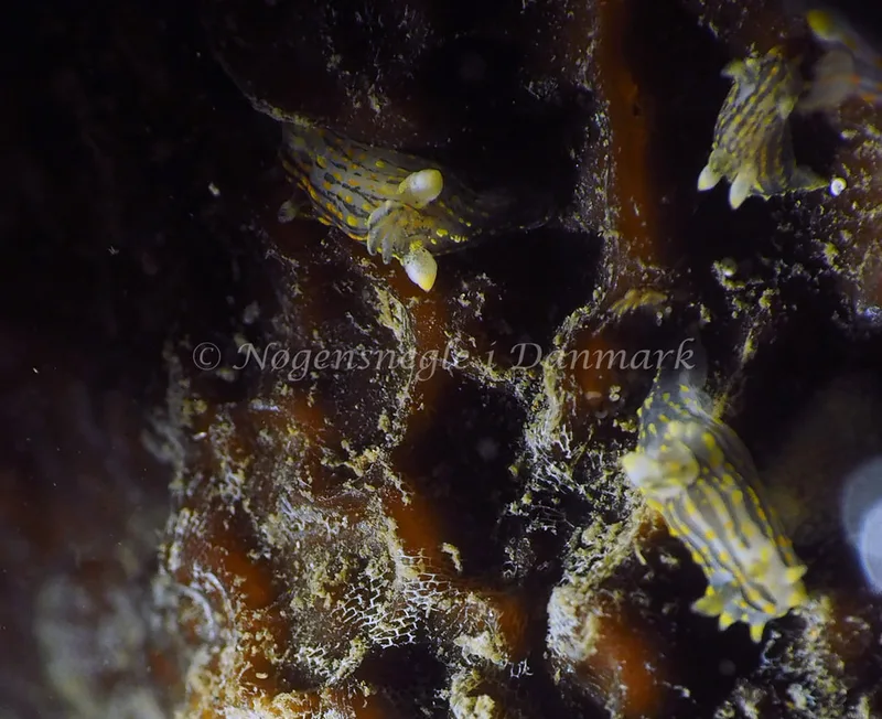 Polycera quadrilineata - Ammoniakhavnen - Foto: Jens Egon Jørgensen