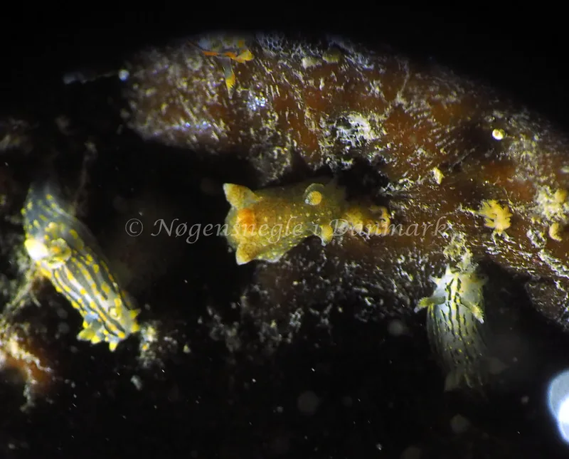 Polycera quadrilineata - Ammoniakhavnen - Foto: Jens Egon Jørgensen
