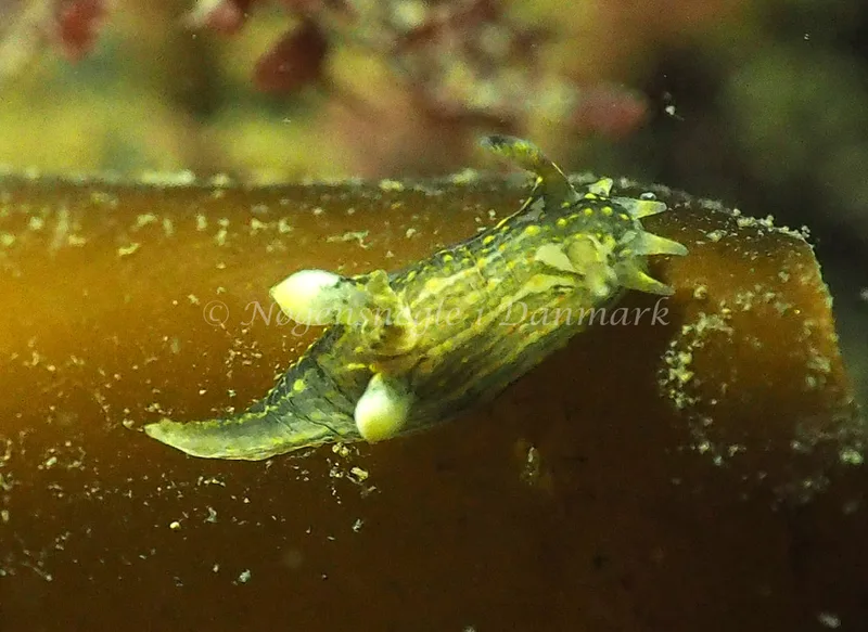 Polycera quadrilineata - Ammoniakhavnen - Foto: Jens Egon Jørgensen