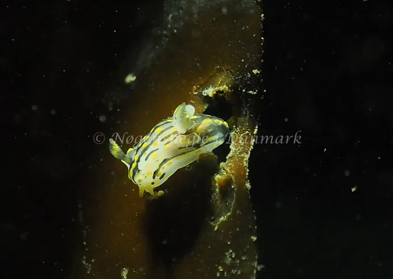 Polycera quadrilineata - Ammoniakhavnen - Foto: Jens Egon Jørgensen