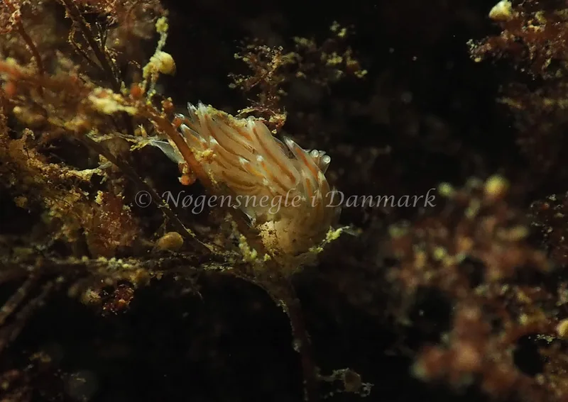 Facelina bostoniensis - Ammoniakhavnen - Foto: Jens Egon Jørgensen