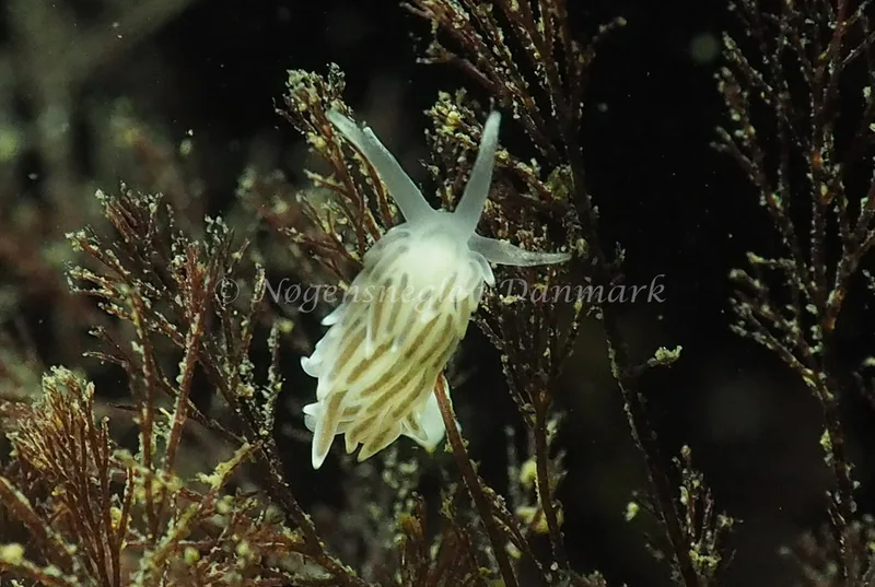 Cuthonella concinna - Ammoniakhavnen - Foto: Jens Egon Jørgensen