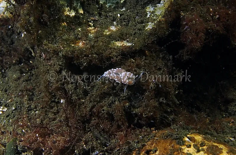Facelina cf. bostoniensis - Kollund Lillestrand - Foto: Jens Egon Jørgensen