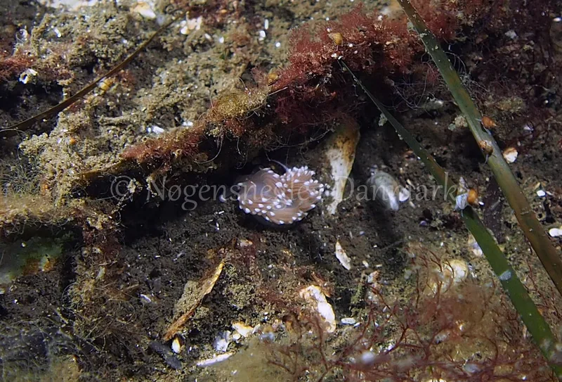 Facelina cf. bostoniensis - Kollund Lillestrand - Foto: Jens Egon Jørgensen