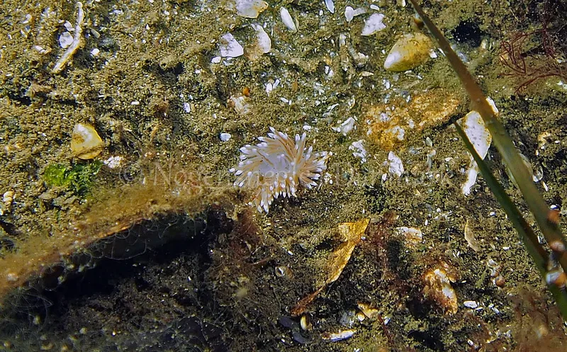 Facelina cf. bostoniensis - Kollund Lillestrand - Foto: Jens Egon Jørgensen