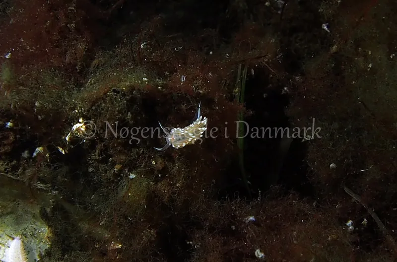 Facelina cf. bostoniensis - Kollund Lillestrand - Foto: Jens Egon Jørgensen