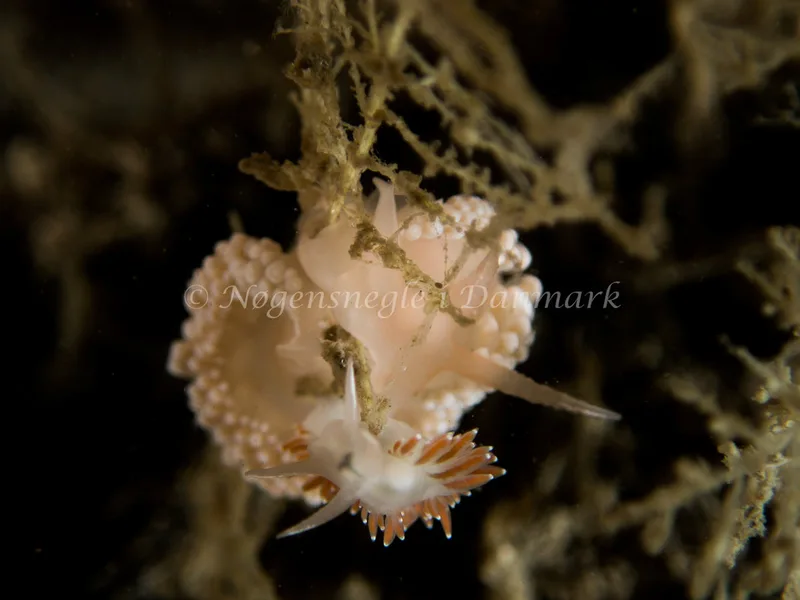 Coryphella verrucosa - Otto S/S (Vrag) - Foto: Kenneth Krull