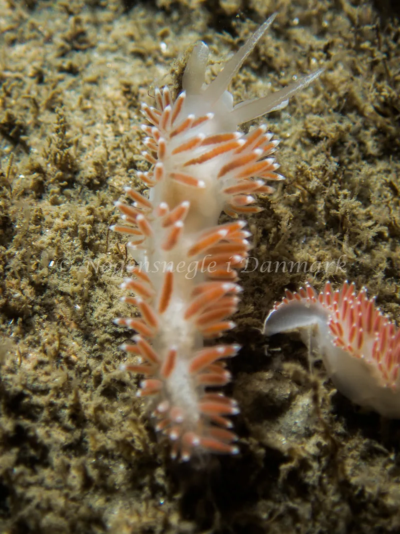 Coryphella verrucosa rufibranchialis - Otto S/S (Vrag) - Foto: Kenneth Krull
