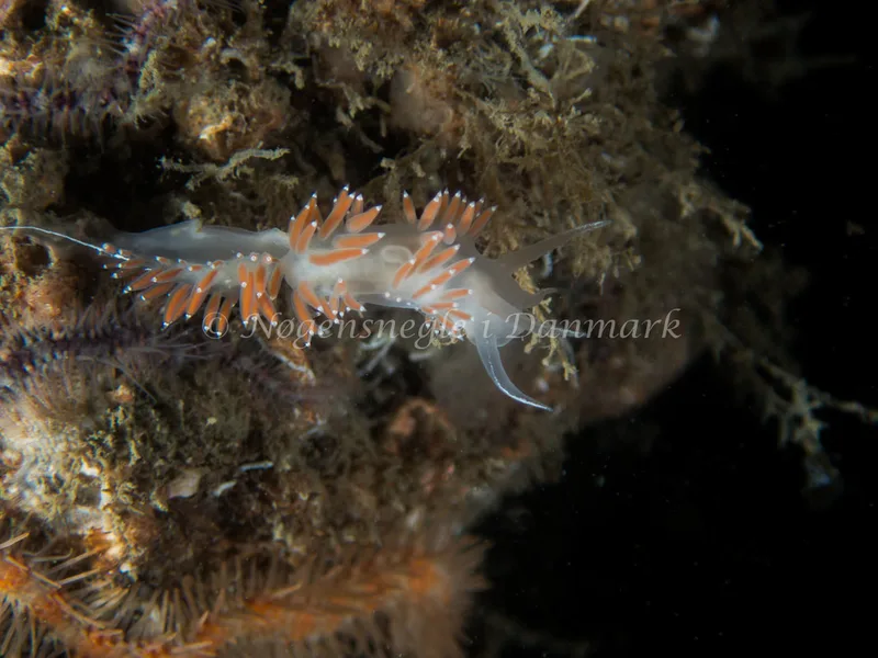 Coryphella verrucosa rufibranchialis - Otto S/S (Vrag) - Foto: Kenneth Krull