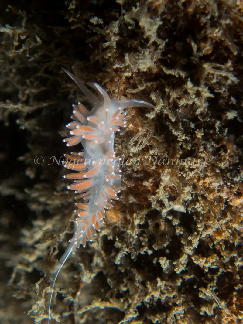 Coryphella verrucosa rufibranchialis - Otto S/S (Vrag) - Foto: Kenneth Krull