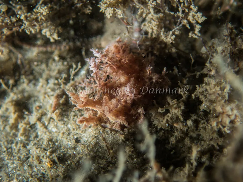 Dendronotus frondosus - Otto S/S (Vrag) - Foto: Kenneth Krull