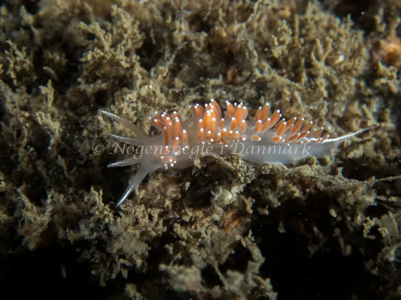 Coryphella verrucosa rufibranchialis - Otto S/S (Vrag) - Foto: Kenneth Krull
