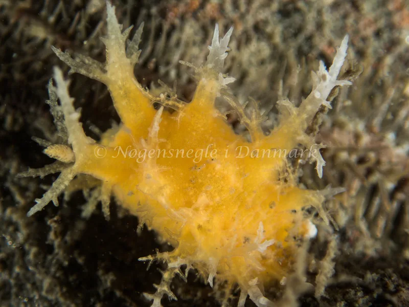 Dendronotus frondosus - Otto S/S (Vrag) - Foto: Kenneth Krull