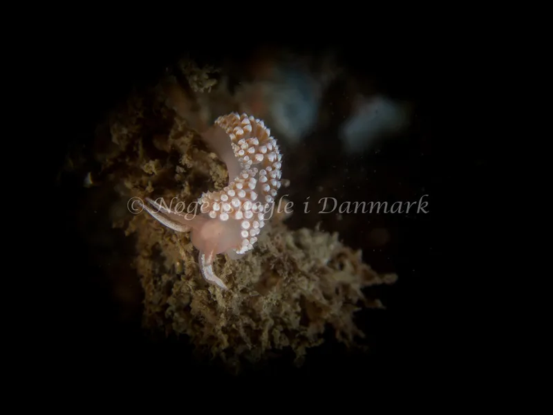 Coryphella verrucosa - Otto S/S (Vrag) - Foto: Kenneth Krull