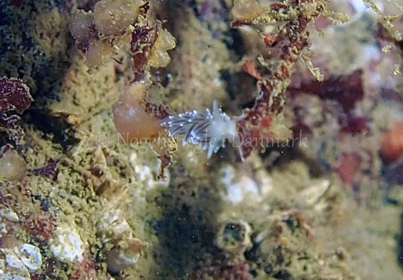Cuthonella concinna  - Ammoniakhavnen - Foto: Jens Egon Jørgensen