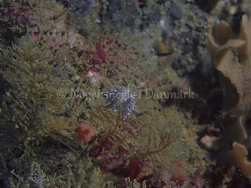 Cuthonella concinna  - Ammoniakhavnen - Foto: Jens Egon Jørgensen