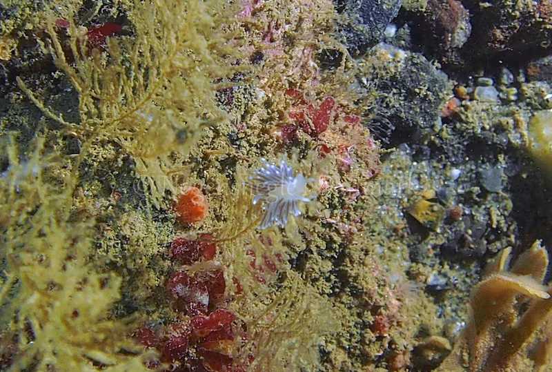 Cuthonella concinna  - Ammoniakhavnen - Foto: Jens Egon Jørgensen