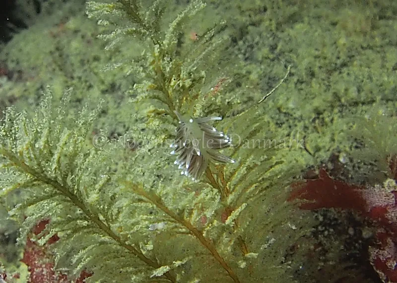 Cuthonella concinna  - Ammoniakhavnen - Foto: Jens Egon Jørgensen